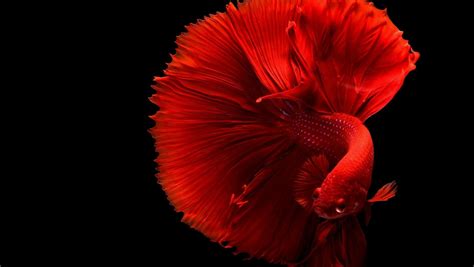 red beta fish|Betta Fish Care .